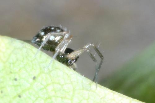 Réf. 269 823 : Lepthyphantes sp.